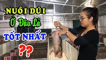 Nuôi Dúi Ở Đâu Là Tốt Nhất? Trại Dúi Giống Miền Trung Chia Sẻ Kỹ Thuật Nuôi Dúi Sinh Sản Hiệu Quả