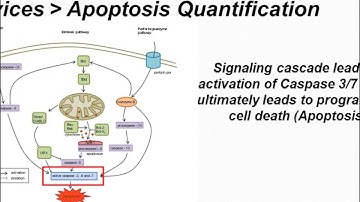 Altogen Labs Caspase 3/7 Assays for Apoptosis