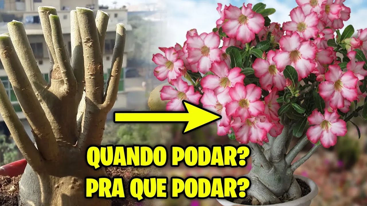 ✅[ROSA DO DESERTO] Pra que podar Como podar e Quando podar