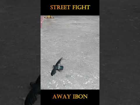 Away Ibon (Bird Fight) #shorts