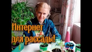 Рассада будет здоровой и крепкой: как и когда использовать Эмистим для рассады