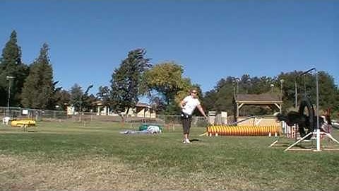 Dog Agility Training Tips - Get Out