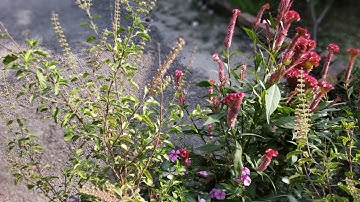 OnePlus 6T leaked camera sample