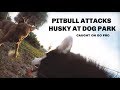 PITBULL ATTACKS MY HUSKY ~ NOT CLICKBAIT