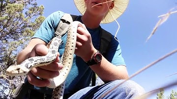 gopher snake facts