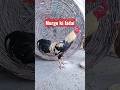 Murgo ki Ladai |Part-22|