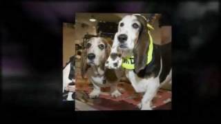 ABC Basset Hound Rescue 2012 Spring Basset Blast by lovebassetcrap 3,339 views 12 years ago 2 minutes, 36 seconds