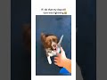dogs being idiots part 810 #cutegolden #funny #funnypets #pets #funnyanimals #funnydogs #petvideos