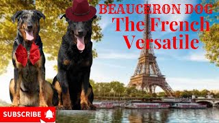 ‍  Beauty of the Dog Beauceron the Versatile French