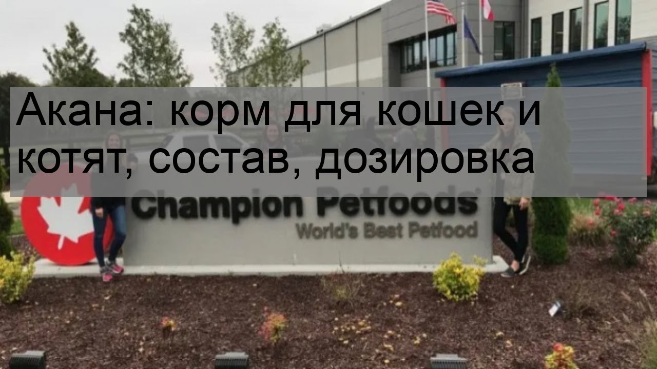 Акана: корм для кошек и котят, состав, дозировка