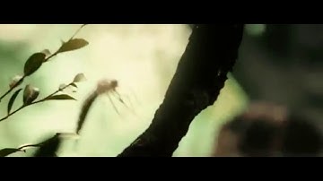 Celocimex Screen-time: King Kong 2005