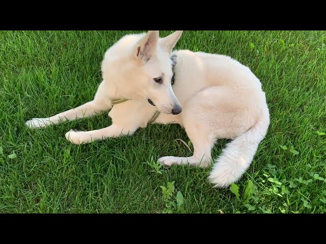 Pastore Svizzero, di nome Aslan, cane splendido