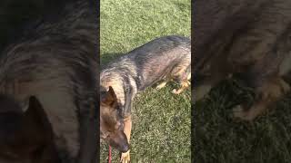RAYNA 5 yr sable gsd: SOLANO shelter: 1st video