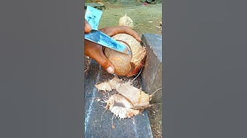 asmr coconut | removing coconut meat from shell