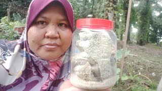 cara buat ikan pekasam talapia by kak Nur @ tip garam yg paling sesuai