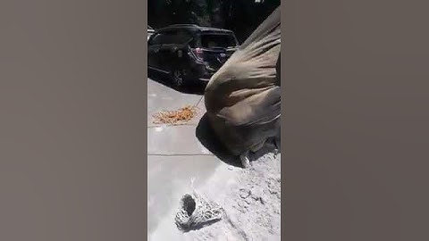 Tragedi cadas pangeran 2