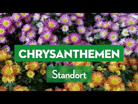 Video: Chrysantheme - Wächst In Einer Wohnung