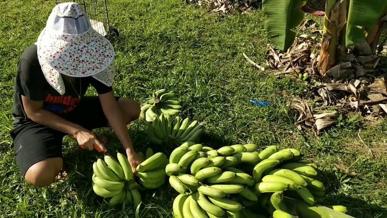 Big banana. Using organic fertilizer from kitchen. YouTube