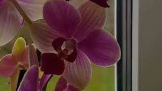 ما هي العناصر الغذائية التي تحتاجها Orchid الأوركيدا ؟!