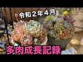【多肉植物】令和2年4月多肉成長記録