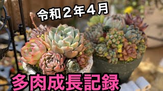 【多肉植物】令和2年4月多肉成長記録