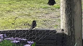Australian willy wag tail mating dance