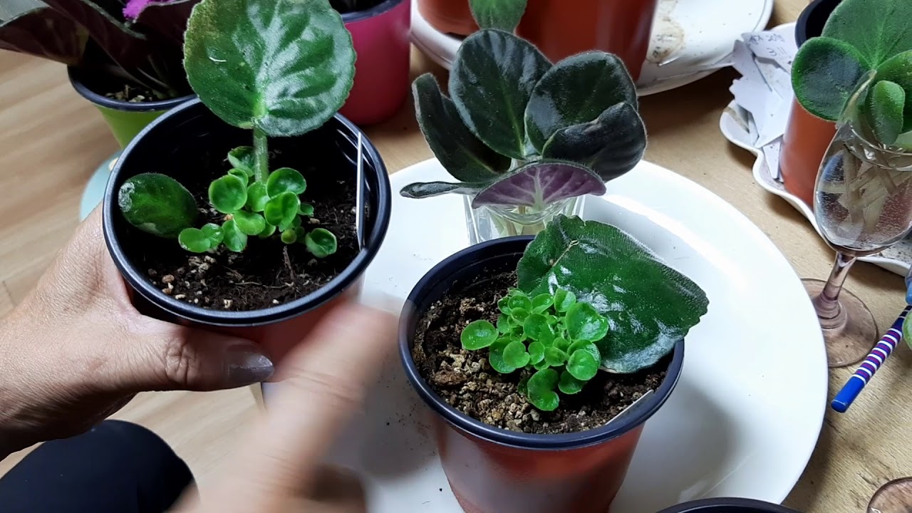 아프리칸 바욜렛잎떼는방법과물꽂이그릇