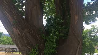 Ginkgo Tree in Yeongwol, Natural Monument #76◁IMG 32401