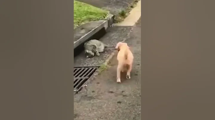 Did you even expect that to happen ??? #pennywise #clown #dogs #cats #vforviral #funnyreaction #lol