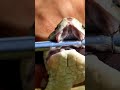 Snake Venom
