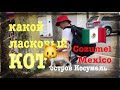 Ласковый Кот I Остров Косумель - Мексика, Isla Cozumel