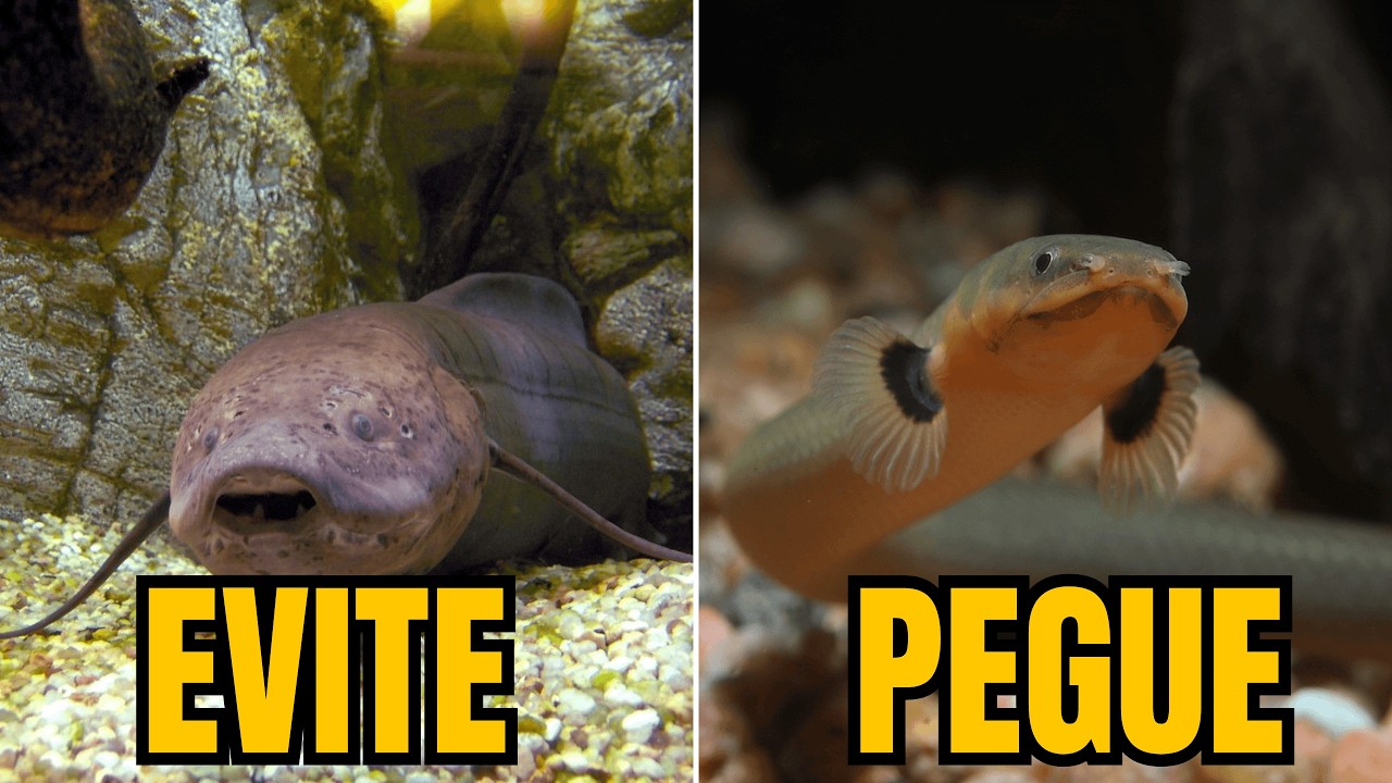 Não Compre Esses Peixes! 😱 (Veja Quais Escolher no Lugar) - Parte 4