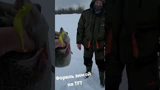 Ловля форели зимой на резину TFT  #Shorts