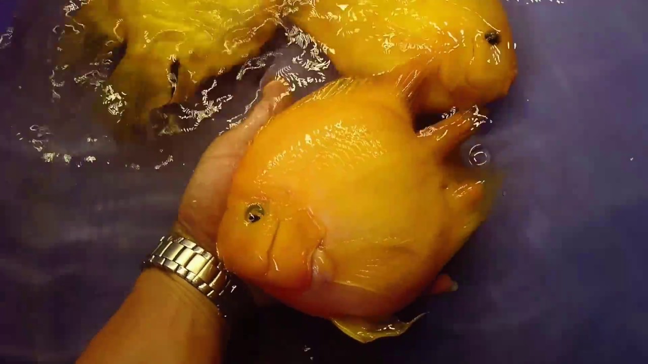 Két Kinh Kông Short Body Vàng 9999 - Tròn Như Cá Dĩa - Youtube