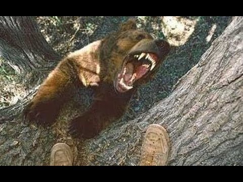 動物衝撃 人間vs動物 ド迫力最強バトル 画像集 Youtube
