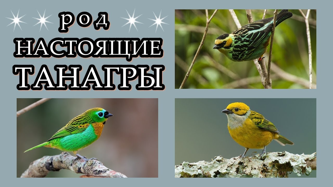 ТАНАГРЫ - Американские красавицы