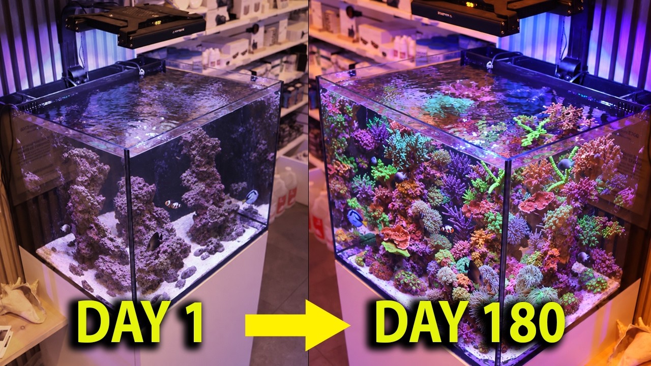 6 Months Ago We Started A New Saltwater Aquarium