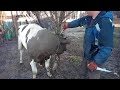 Fast slaughter of a bull/быстрий забой быка!!! #2