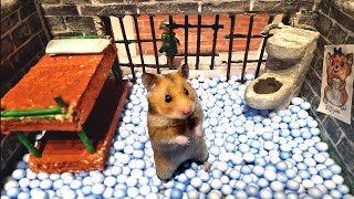 🐹 Hamster entkommt dem fantastischen Labyrinth für Haustiere🐹