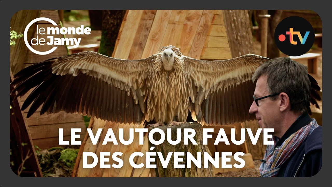 À la découverte du Vautour fauve des Cévennes - Au cœur de la faune sauvage