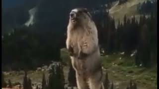 Screaming Beaver Original