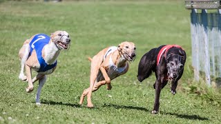 How Strong is a Whippet's Sense of Smell?