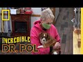 Treating Two Dogs with Leg Injuries | The Incredible Dr. Pol