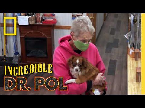 Treating Two Dogs with Leg Injuries | The Incredible Dr. Pol