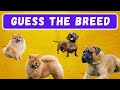 Guess the DOG Breed Quiz | 40 Breeds Quiz Game