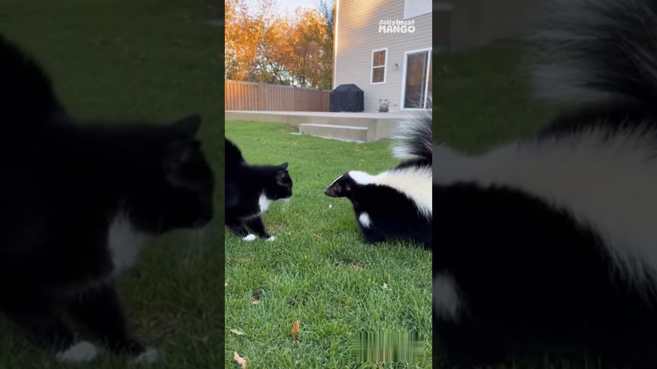 🦨Skunk attacks a cat and the cat sneezes 