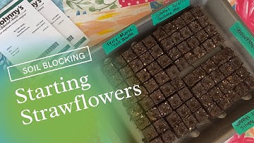 Soil Blocking Strawflower Seeds