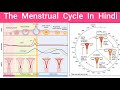 The menstrual cycle menstrual cycle in hindi female reproductive cycle hindi hormone  regulation