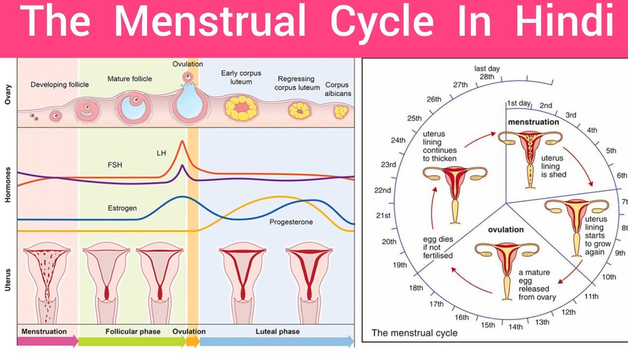 The Menstrual Cycle |Menstrual Cycle In Hindi |Female Reproductive ...