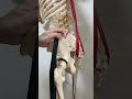 骨盤の前傾の筋肉